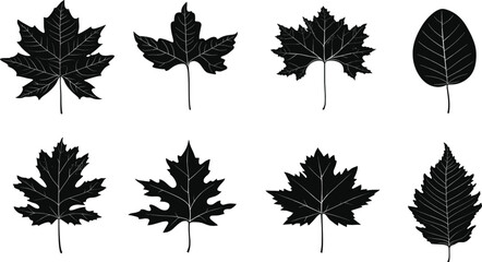 Black and white leaf silhouettes, botanical illustration, maple leaves, symmetrical composition, high contrast, minimalist vector design, nature study, scientific illustration.
