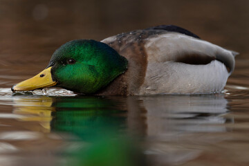 swimming adult male mallard (anas platyrhynchos)