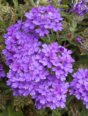 Fototapeta premium Fleurs de Verbena hybrida violette