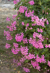 Géranium lierre rose