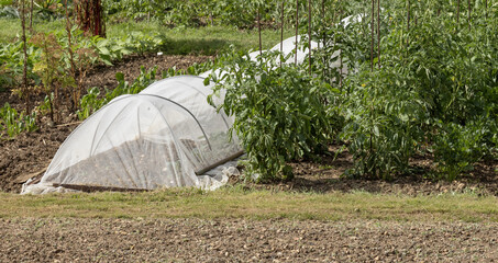 Tunnel de protection de cultures dans un potager