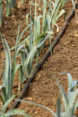 Rangs de poireaux dans un potager	