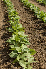 Rangs de  haricots verts dans un potager	