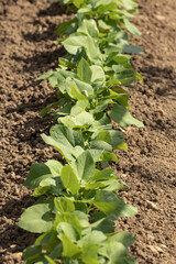 Rangs de  haricots verts dans un potager	