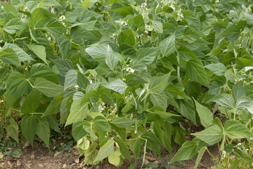 Rangs de haricots verts dans un potager
