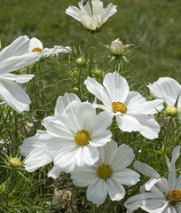 Cosmos blancs  © hcast