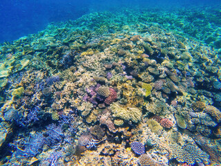 Coral reef off the coast of Gee island in Ouvea lagoon, Loyalty Islands, New Caledonia