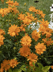 Cosmos sulphureus © hcast