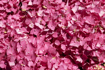 Gros plan d'Hortensia rose	