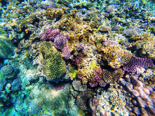 Coral reef off the coast of Gee island in Ouvea lagoon, Loyalty Islands, New Caledonia