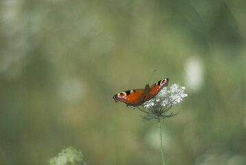 butterfly on a flower