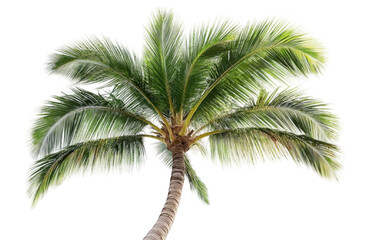 Obraz premium Tropical palm tree, cut out 