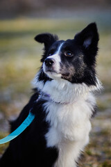 border collie dog