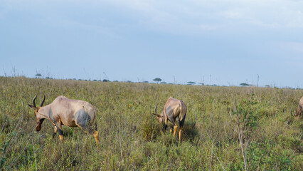 Two Antelopes Grazing Peacefully in a Beautifully Lush Savannah Landscape Under the Sky Serengeti Tanzania Africa