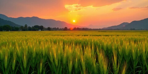 Golden Hour Serenity A Vibrant Sunset Illuminates Lush Green Fields and Distant Mountains