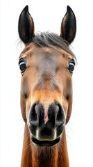 Fototapeta premium Close-up of a brown horse with expressive eyes and a friendly demeanor against a light background