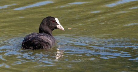 The Eurasian coot, fulica atra, in the wild