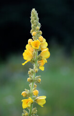 It blooms in the wild mullein (Verbascum)