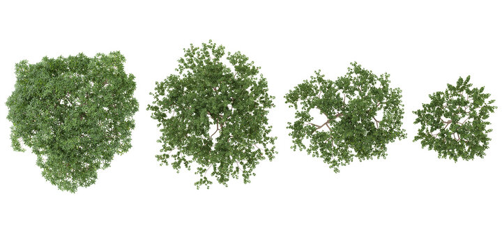 3d illustration of Malus plants on transparent background from the top view