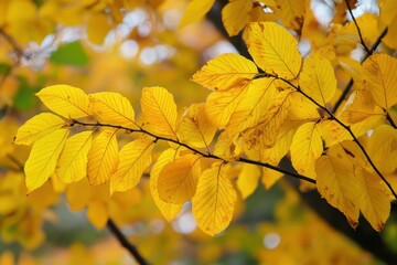 Fototapeta premium Vibrant Elm Trees in Autumn: A Canopy of Yellow and Green Foliage