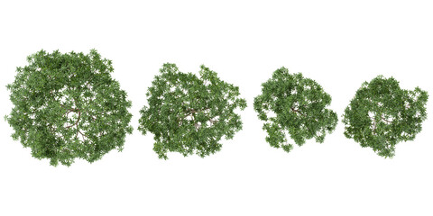 Obraz premium 3d illustration of Malus,Prunus trees on transparent background from the top view