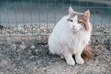 Beautiful longhaired cat with yellow eyes outdoors. Copy space for text.