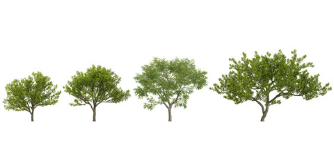 3d illustration of Pyrus trees on transparent background