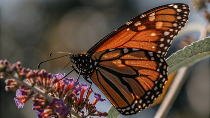 Fototapeta premium Close-up of a Monarch Butterfly on a Flower in Soft Light 