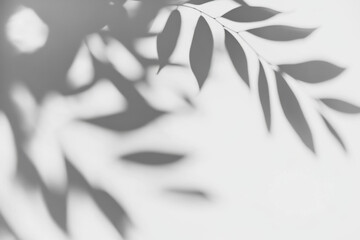 Obraz premium Abstract natural tree leaves shadow on white wall background 