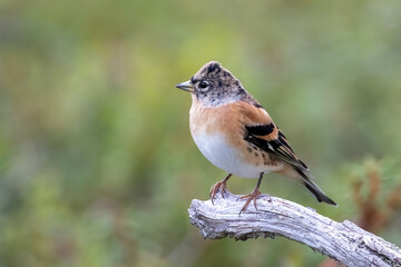 Brambling