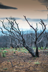 Burned trees and charred ground showing forest fire damage