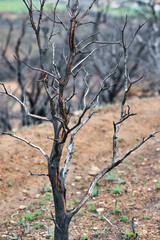 Burnt tree standing in devastated forest after wildfire
