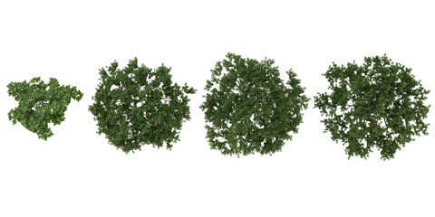 Naklejka premium Collection of Ficus,Malus plants on transparent background from the top view