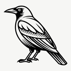 Obraz premium a black crow illustration standing elegantly with a side view, showcases its detailed feathers and sharp beak, a symbol of wisdom and mystery.