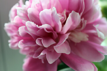 Fototapeta premium Pink peony in close-up showcasing delicate petals and intricate details during spring season