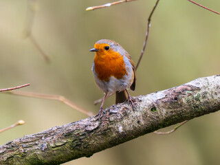 Fototapeta premium Robin Perched on a Branch
