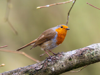 Robin Perched on a Branch