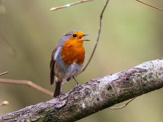 Robin Perched on a Branch