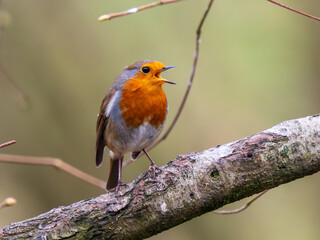 Robin Perched on a Branch