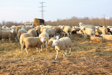 Obraz premium flock of sheep graze on the field