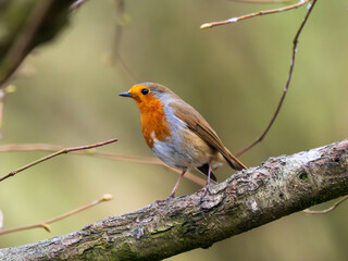 Robin Perched on a Branch