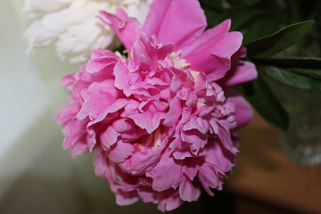 Bright pink peony bloom resting on a wooden table surrounded by green foliage in a cozy indoor setting