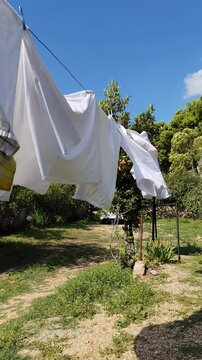 Domestic Dalmation garden slowmotion laundry on a wire