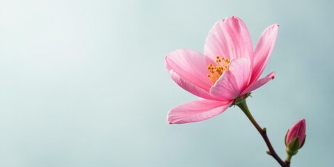 Obraz premium Delicate Pink Blossom on a Pale Background, a Symbol of Spring's Gentle Arrival