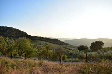 andalucian countryside summer