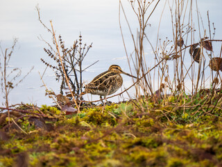 Common Snipe on an Edge of a Lake