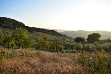 Fototapeta premium andalucian countryside summer