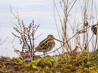 Common Snipe on an Edge of a Lake