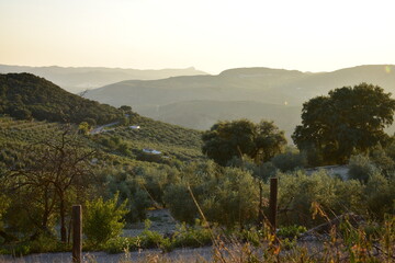 andalucian countryside summer