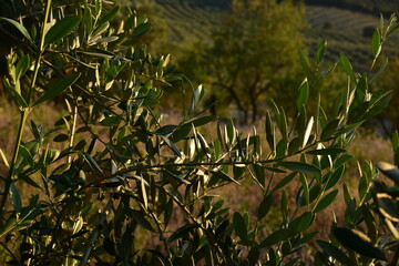 leaves of tree in field